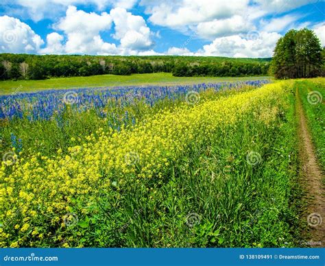 Field Of The Saratovskaya Oblast Stock Image Image Of Field