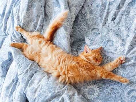 Cute Ginger Cat Lying In Bed Fluffy Pet Stretching Cozy Home