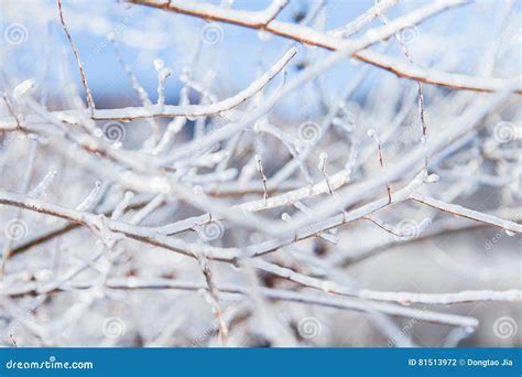 Ice Crystals Of Branches Stock Photo Image Of White 81513972