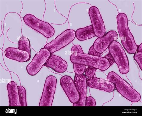 Legionella Pneumophila Hi Res Stock Photography And Images Alamy