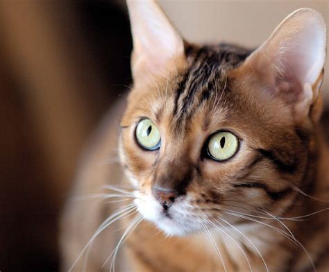 Maybe you would like to learn more about one of these? Why Our Pupils Are Round, Cat's Are Slit And Herbivores ...
