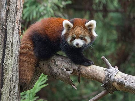 Baby Animal Alert You Can See These Two Cute Red Panda Cubs Are At The