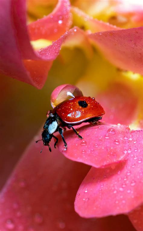 Real Pink Ladybugs