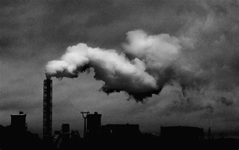 10 Deadly Effects Of Air Pollution On Animals Ecomasteryproject