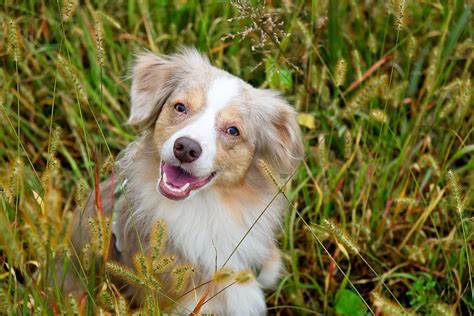Smiling Laika In Grass Pennsylvania Usa Australian Shepherd Dogs