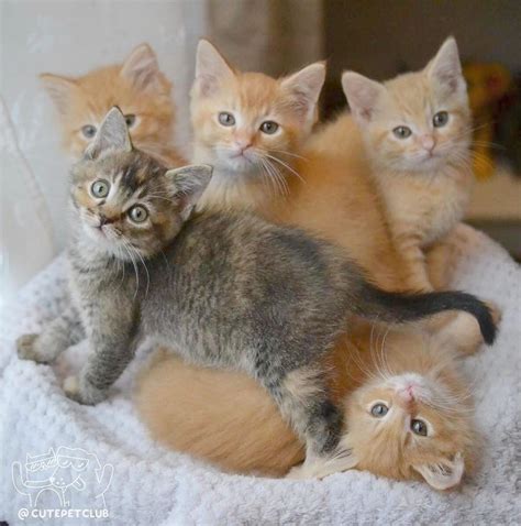 Free Kittens For Sale Craigslist