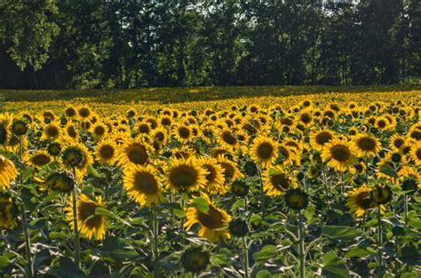 Premium Photo Full Frame Shot Of Sunflower Field
