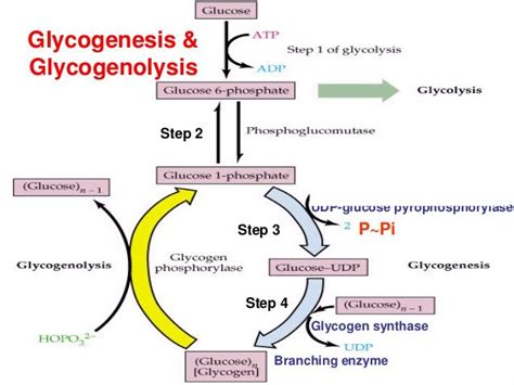 Image Result For Glycogen Metabolism Metabolism Online Science Science