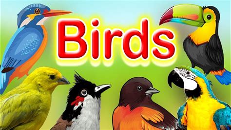 Birds Name And Their Sounds Learn About Birds Different Types Of