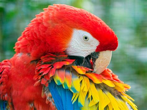 Scarlet Macaw Full Hd Wallpaper And Background Image 2560x1920 Id