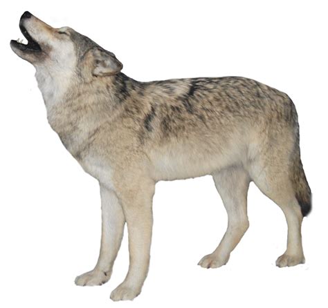 Arctic Wolf Clip Art White Wolf Transparent Background Png Png