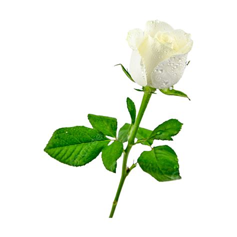 Love Beautiful White Rose Branches And Stems Leaf White Rose Png