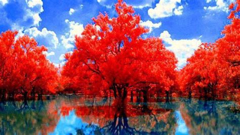 Red Autumn Trees With Reflection On Lake During Daytime Under Cloudy