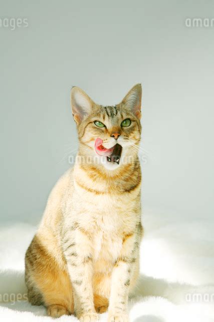 口をなめる猫の写真素材 FYI ストックフォトのamanaimages PLUS