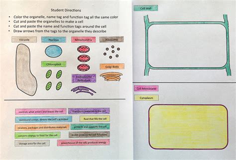 However, plant cells vary depending on their function. A School Called Home: Growing Some Plant Cells