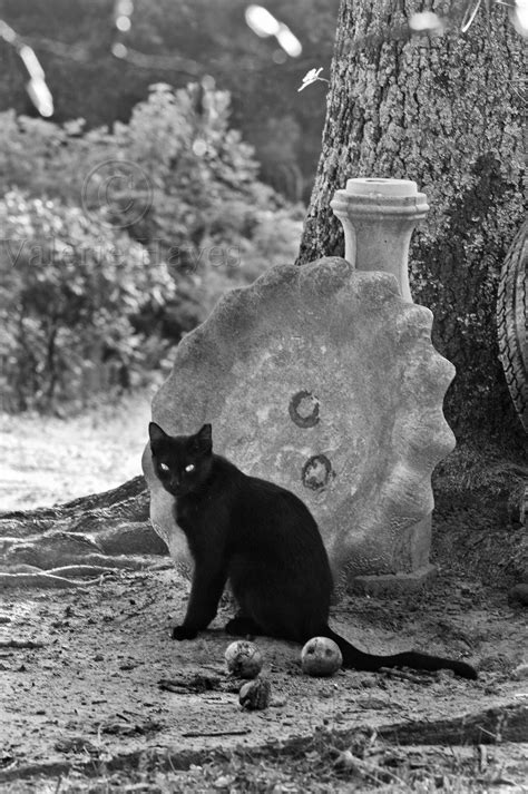 To get involved in helping feral or friendly cats, take a trap, neuter, return (tnr) certification course at aspcapro.org. Today is National Feral Cat Day | Cruel, Crazy, Beautiful ...