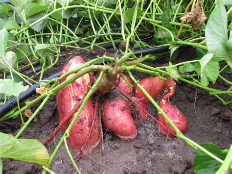 sweet potato crops