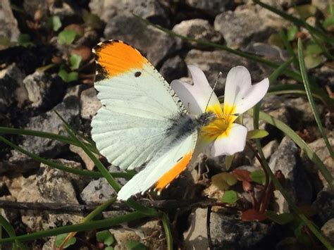 Falcate Orangetip Butterflies Of The Richmond Henrico And