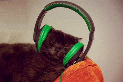 Cool Cat With Headphones Photo Art Print Poster 24x36 Inch Ebay