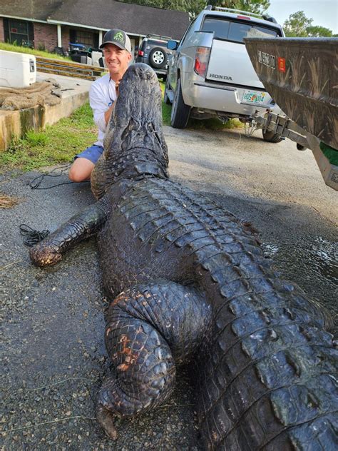 Dead Body 13 Foot Alligator Found In Florida Waterway Officials Say