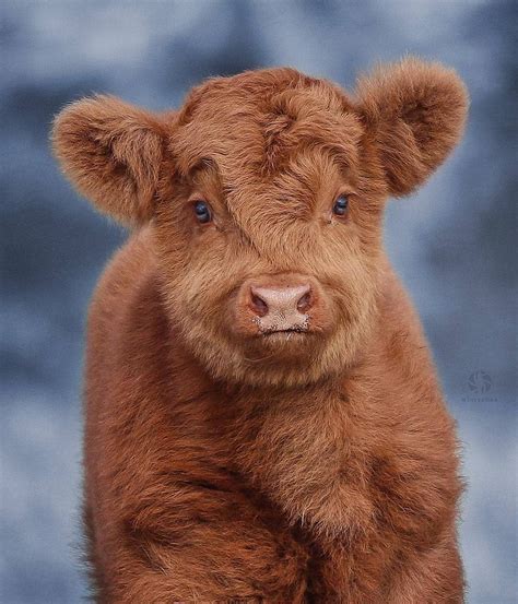 Cutest Calf Photo By Theedora Discoverwildlife Cute Baby Cow