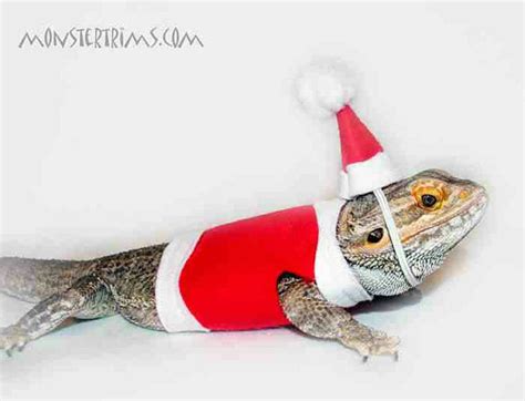 20 Bearded Dragon Costumes Every Owner Will Want Vivarium World