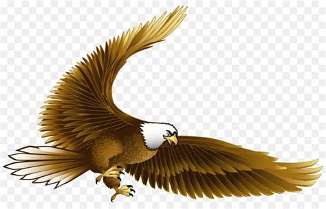 Burung, Elang, Kartun gambar png