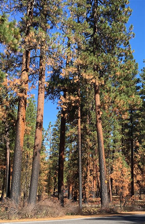 How Old Growth Ponderosa Pine Trees Became Hazardous Waste Beyond Toxics