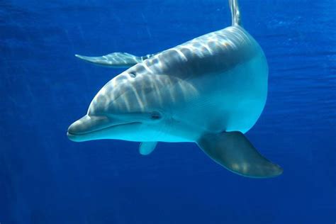 Dolphin Animal Facts For Kids Characteristics And Pictures