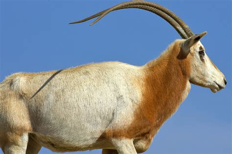 Oryx San Diego Zoo Animals And Plants