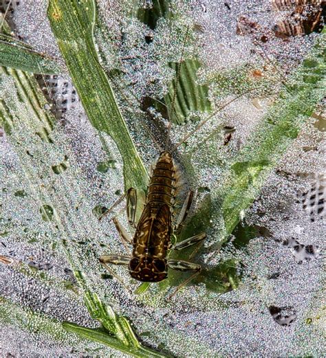 Aquatic Insects Of Central Virginia April 2018