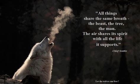 Let The Wolves Run Free Wolf Quotes Spirit Quotes Wolf Spirit