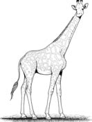 giraffes coloring pages  coloring pages