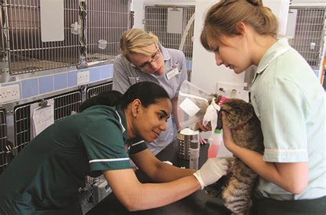 Different Types Of Veterinary Nursing Roles