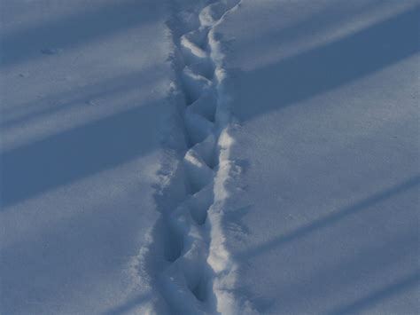 Lost Pet Research And Recovery Cat Tracks In Deep Snow Cu