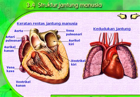 Nota Pendidikan Jasmani Pjm Anatomi Dan Fisiologi Sistem