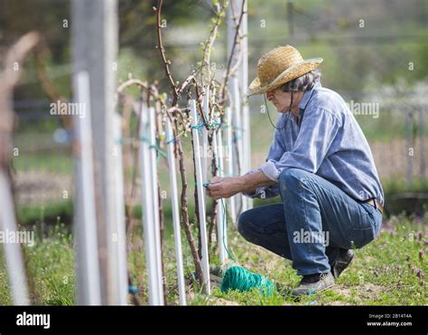Countryside Farmer Tie Down Vine In Vineyard Stock Photo Alamy
