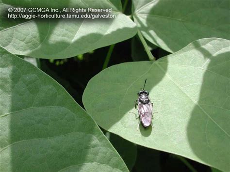 Beneficial Insects In The Landscape 51 Black Soldier Fly Hermetia