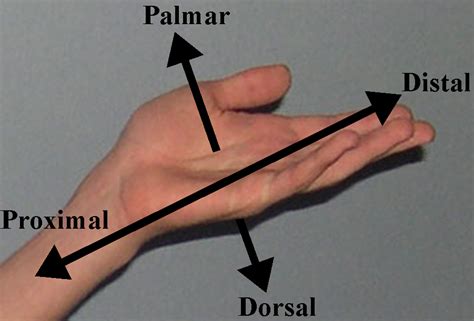 Anatomical Position Of The Hand