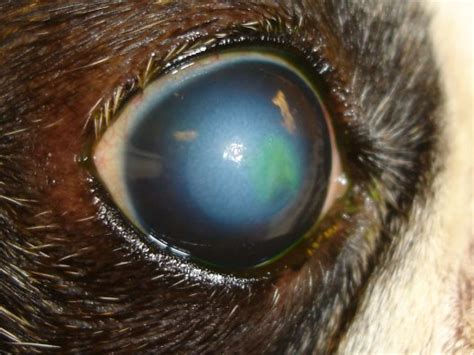 A corneal ulcer is a painful condition affecting the surface of the eye. Cornea sequester | Causus
