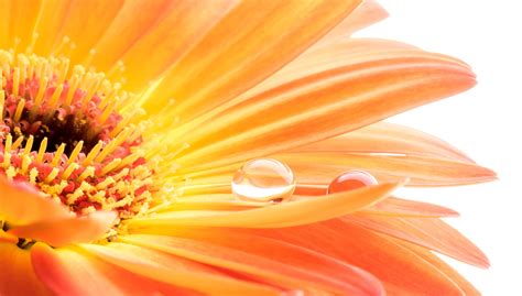 781617 Gerberas Closeup Drops Rare Gallery Hd Wallpapers