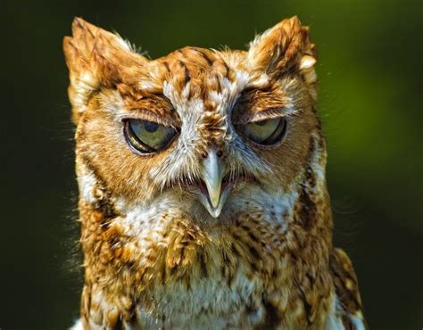 Funny Owls 30 Pics