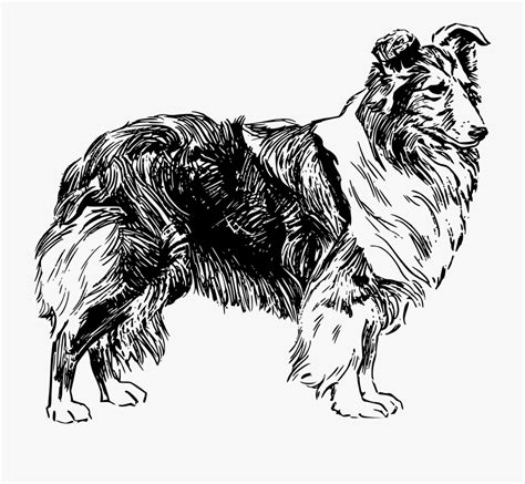Drawing Of A Sheep Dog Clip Art Library