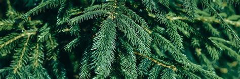 Identifying Types Of Pine Trees