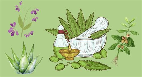 15 Medicinal Plants Their Uses And Botanical Names Insightweeds