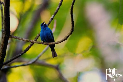 Uncovering The Incredible Tips On How To Attract Indigo Buntings