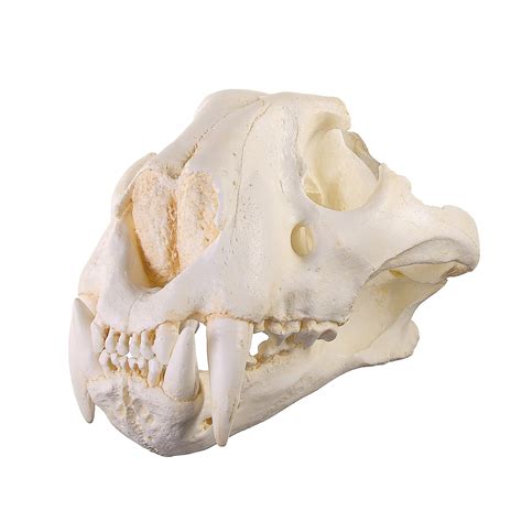 Replica Teaching Quality Tiger Skull Male Bengal For Sale Skulls