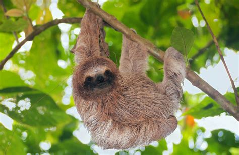 6 Fast Fun Facts You Didnt Know About Sloths Wanderlust