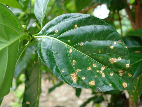 What Is Anthracnose And How To Get Rid Of It