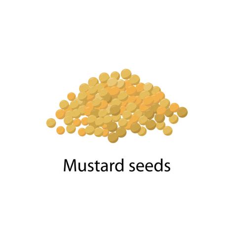 Vektorgrafiken Für Mustard Seed Istock